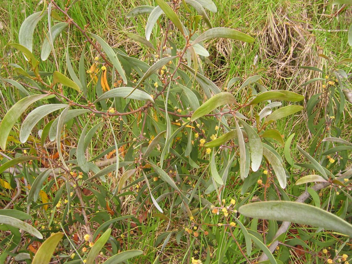 Koaiʻa (Acacia koaia) - PlantNative.org Koaiʻa phyllodes and pods on a branch