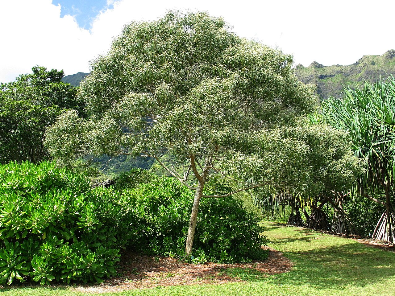 Koaiʻa (Acacia koaia) - PlantNative.org Koaiʻa growing as a compact spreading landscape tree