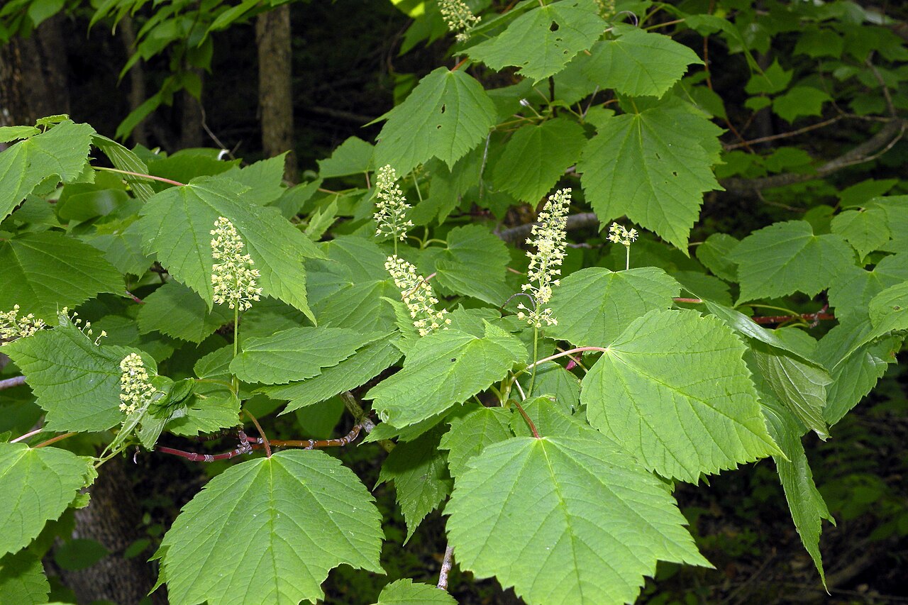 Acer spicatum (mountain maple), Willsboro, NY