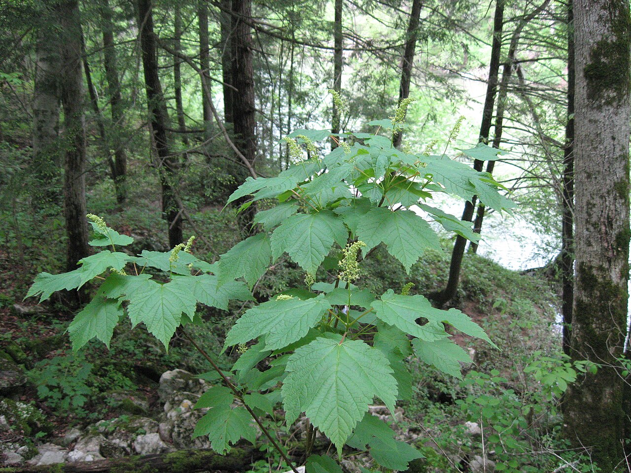 Acer spicatum near cave on Buck Creek, Pulaski County, Kentucky.