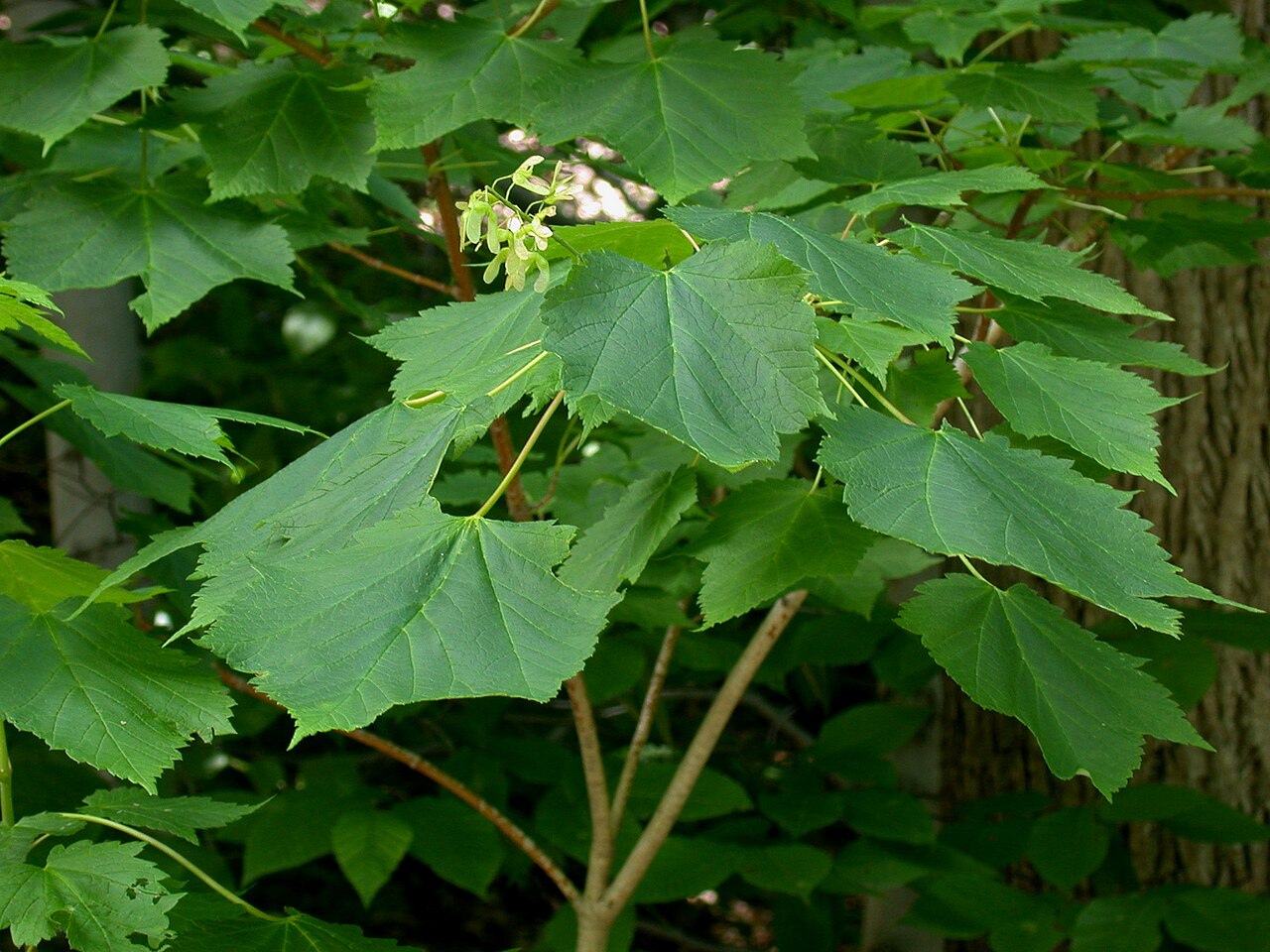 Nom français : érable à épis. Nom anglais : mountain maple. Infrutescence (fruits, disamares) de l'érable à épis en milieu naturel.