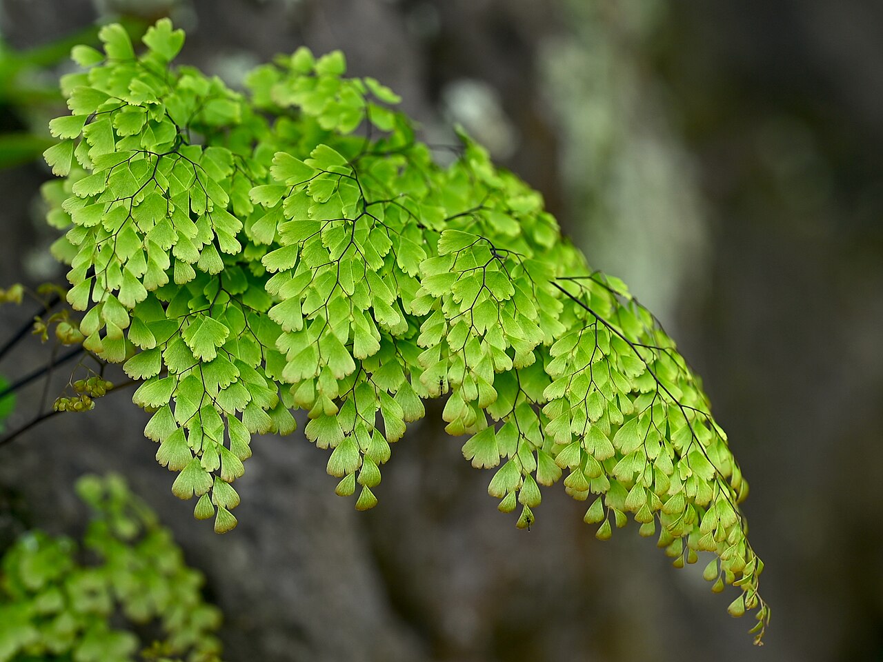 Southern Maidenhair Fern (Adiantum capillus-veneris) - PlantNative.org Arching southern maidenhair fern fronds photographed on São Miguel in the Azores.