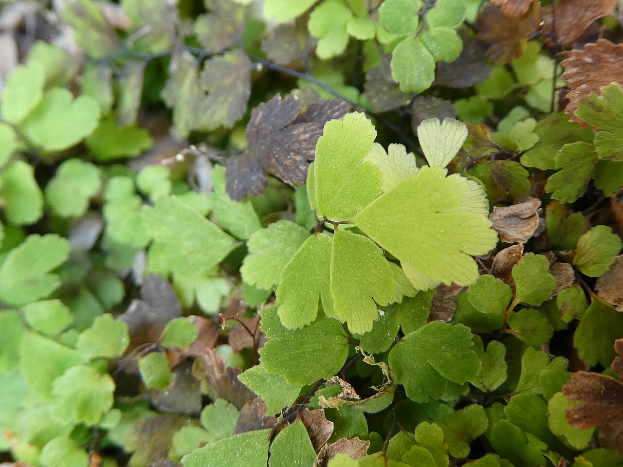 Southern Maidenhair Fern (Adiantum capillus-veneris) - PlantNative.org Fan-shaped Adiantum capillus-veneris leaflets on dark stalks, photographed in Abruzzo, Italy.