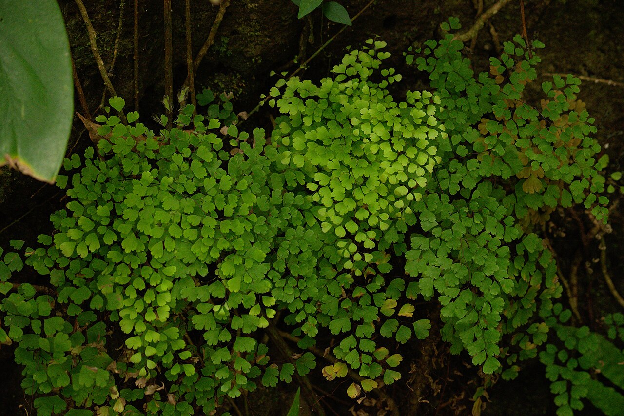 Southern Maidenhair Fern (Adiantum capillus-veneris) - PlantNative.org Southern maidenhair fern in a shaded setting on Oʻahu, Hawaiʻi.
