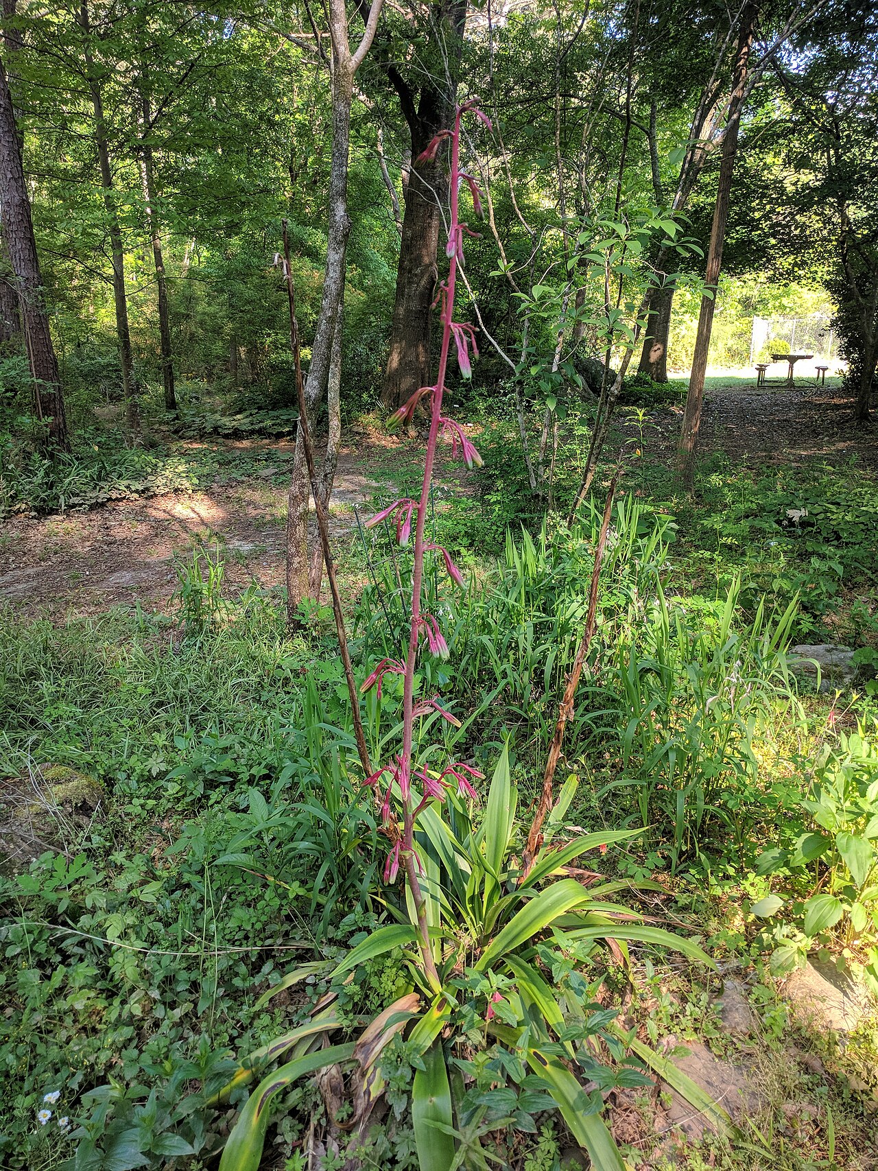 False aloe with a tall flowering stalk at Georgia State University Native Plant Botanical Garden