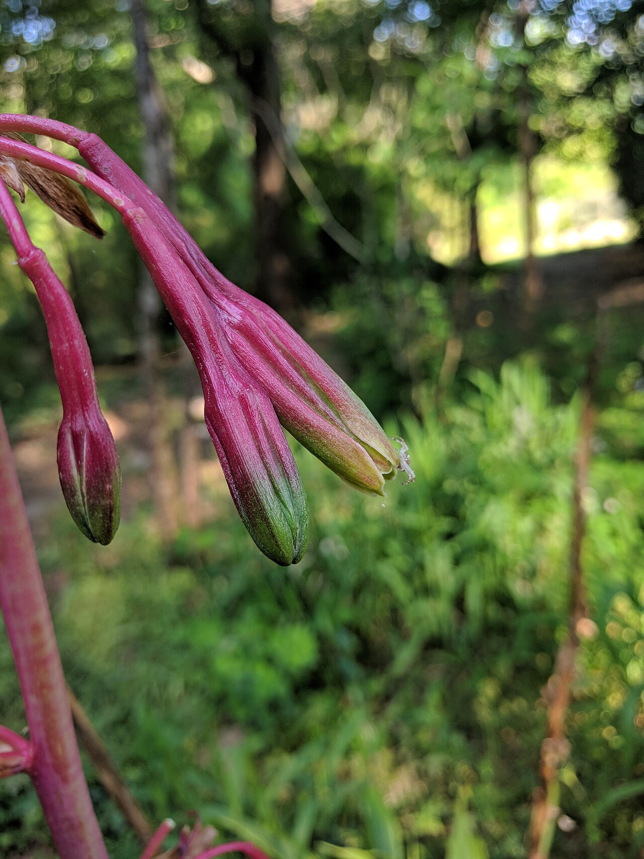 Tubular false aloe flowers at Georgia State University Native Plant Botanical Garden