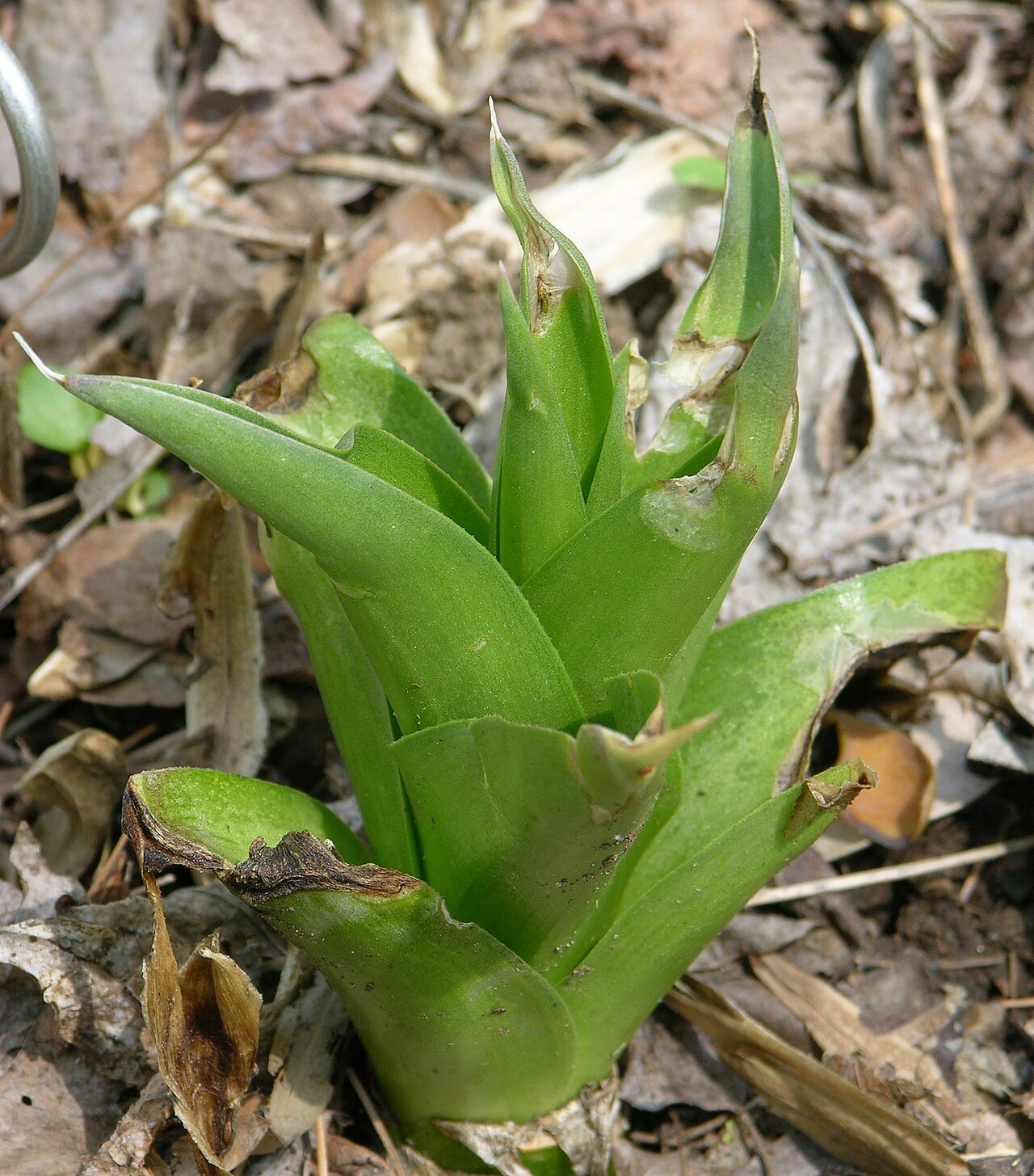 Young false aloe rosette at Mt. Cuba Center, Delaware