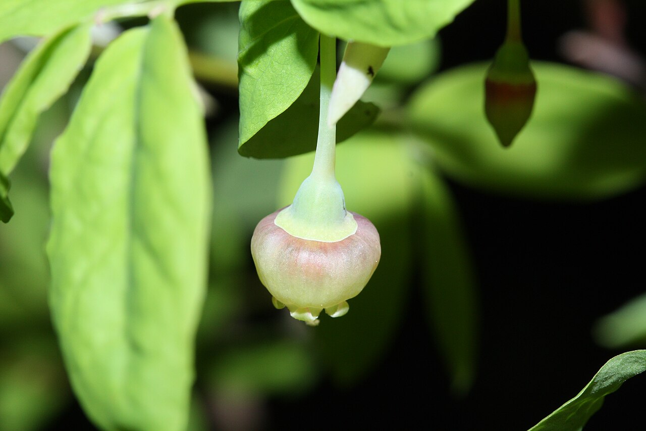 Close view of a pendant Alaska blueberry flower