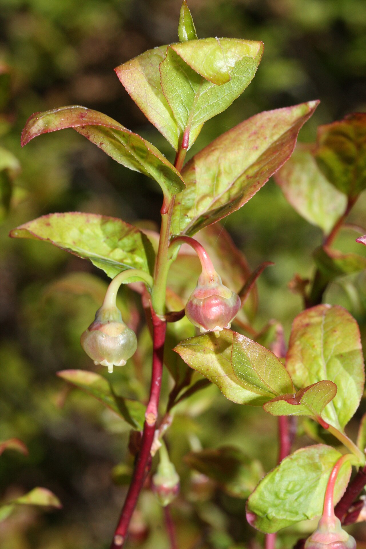 Alaska blueberry flowering shoot with pink urn-shaped flowers and developing leaves