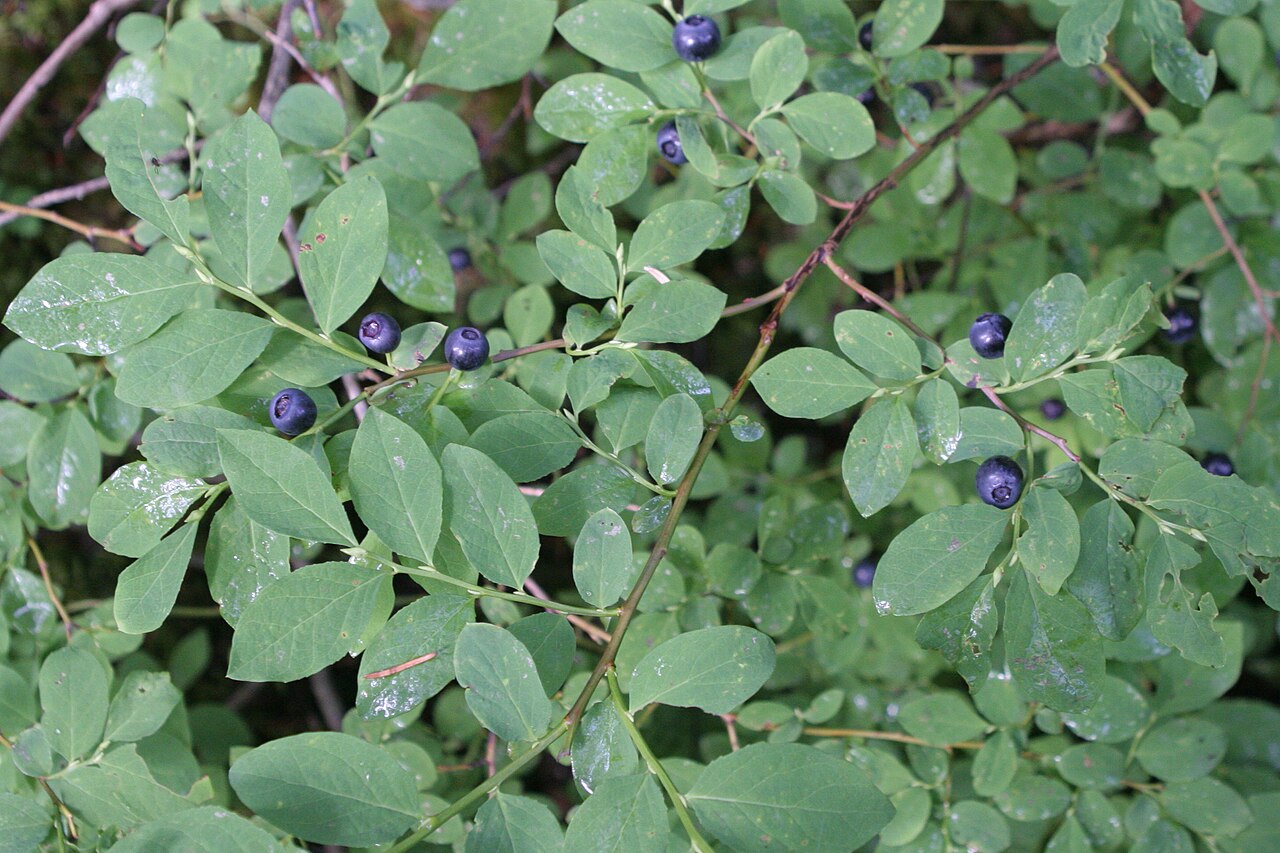 Dark berries and oval leaves of Alaska blueberry beside Winner Creek Trail in Girdwood Alaska