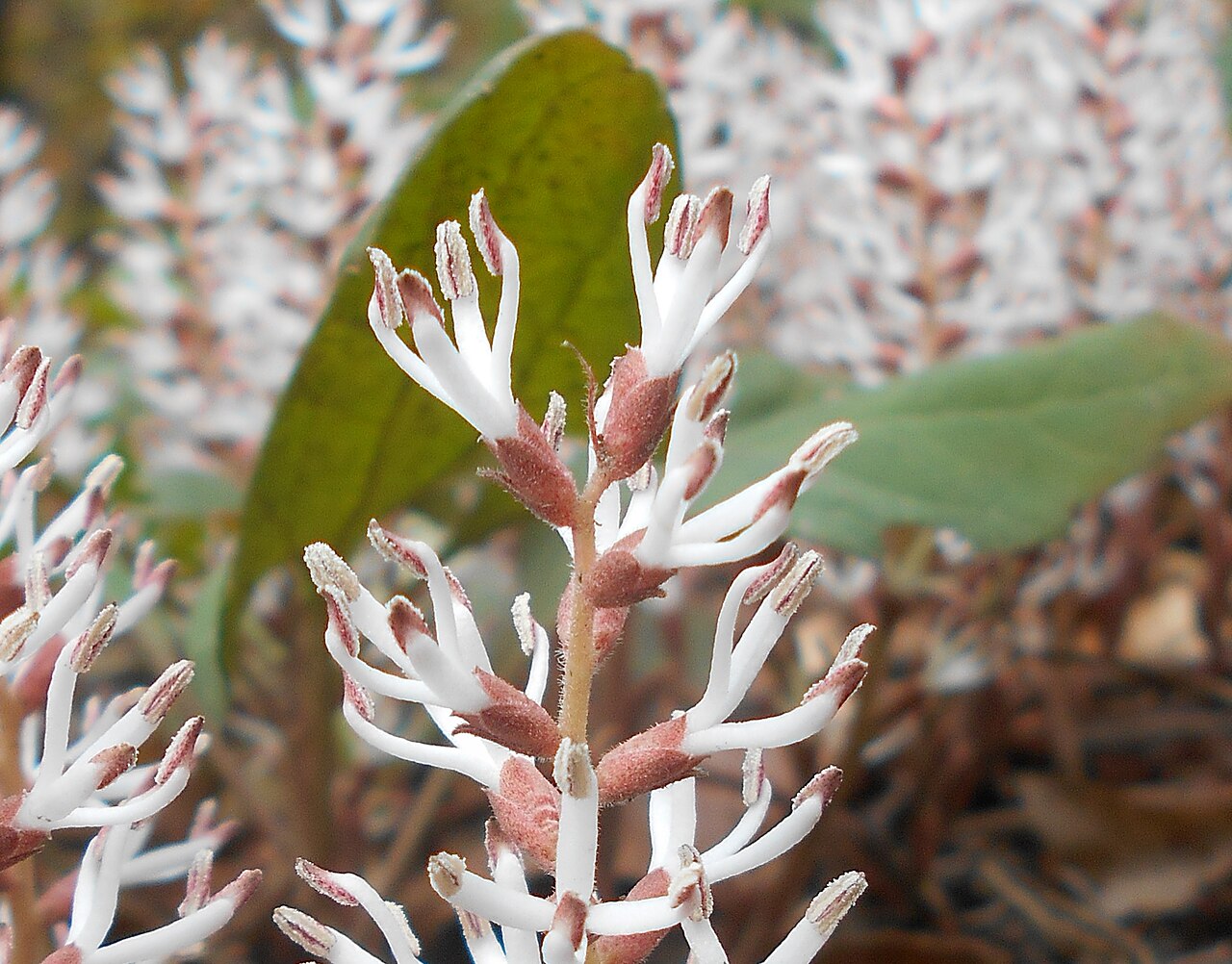 Close-up of an Allegheny spurge (Pachysandra procumbens) flower spike showing white petal-less staminate flowers with thick filaments and reddish-brown bracts