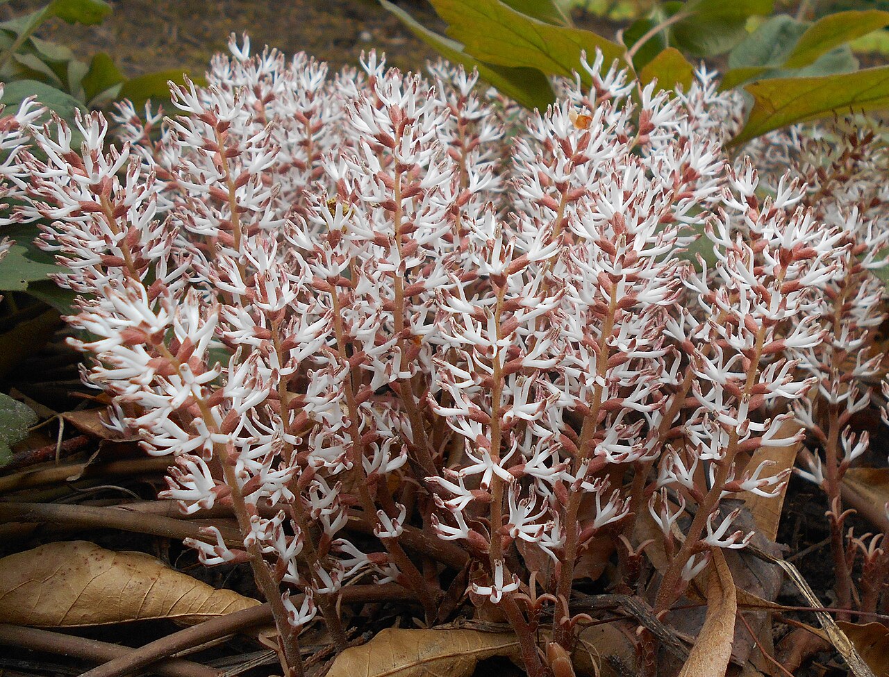 Allegheny spurge (Pachysandra procumbens) in early spring bloom, showing dense terminal spikes of white flowers with pinkish-red stems and bracts