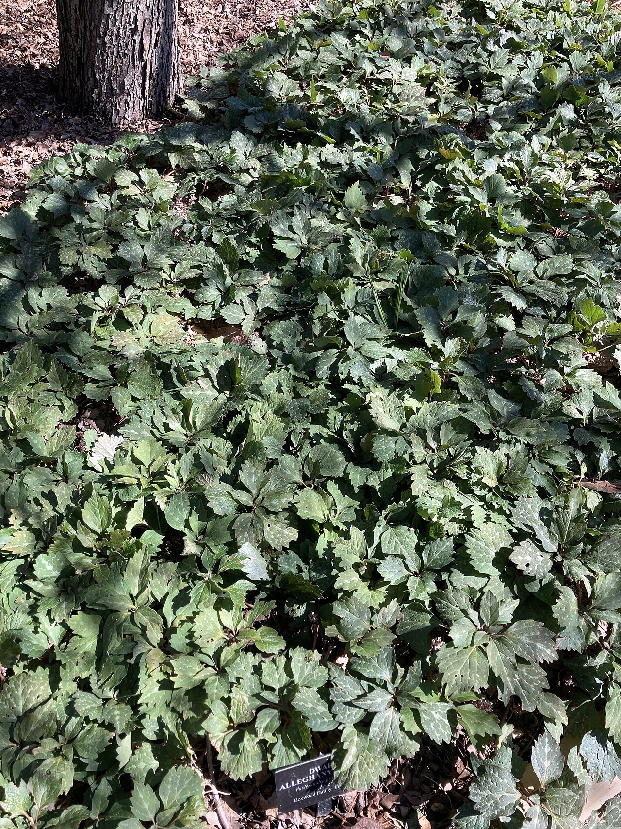 A dense colony of Allegheny spurge (Pachysandra procumbens) spreading as a groundcover beneath a tree, with mottled semi-evergreen foliage