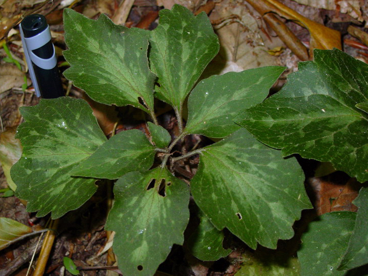 Allegheny spurge (Pachysandra procumbens) with coarsely toothed leaves mottled in silver and purplish green, photographed in West Feliciana Parish, Louisiana