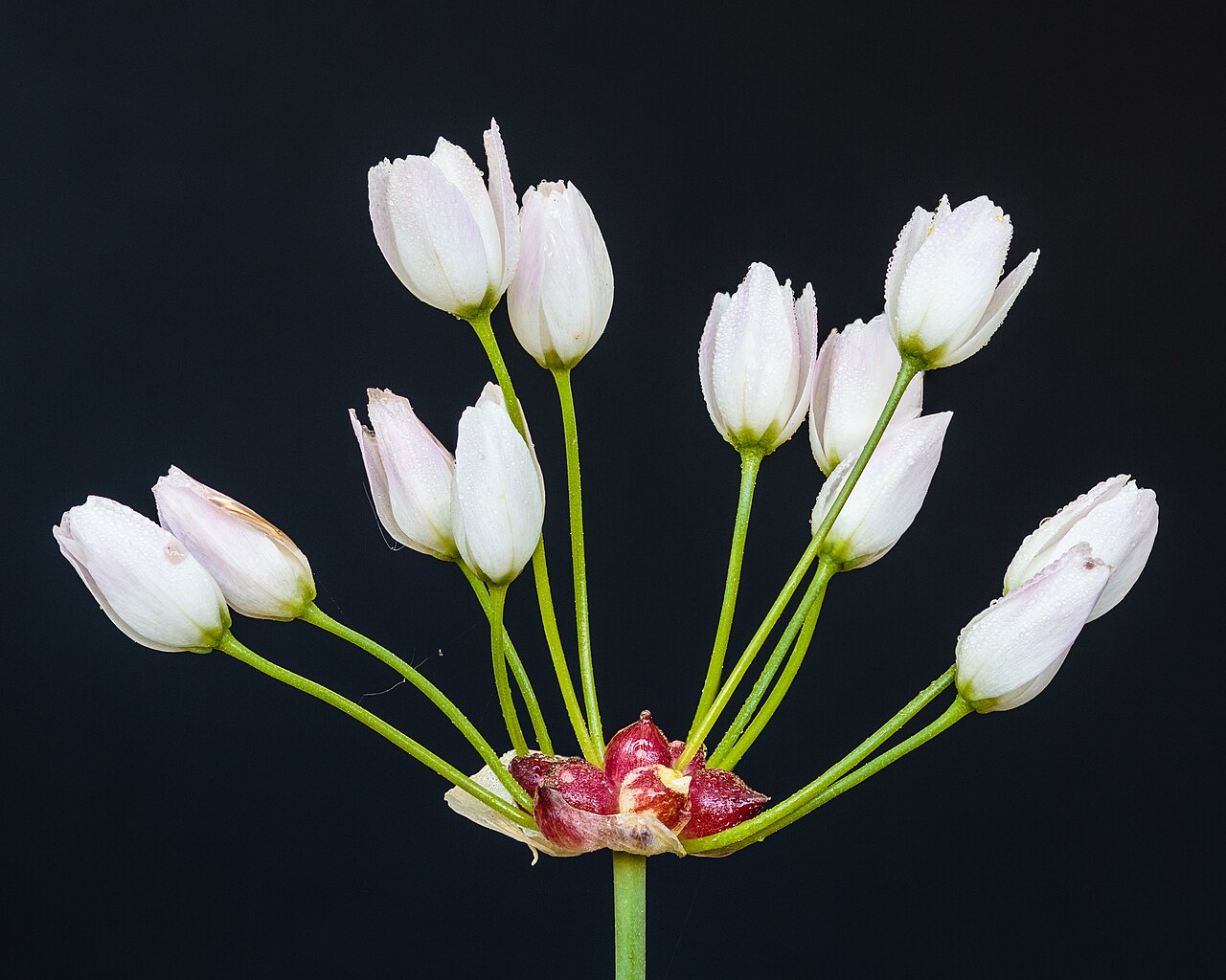 Wild Garlic (Allium canadense) - PlantNative.org White flower buds and reddish bulbils in a cultivated Allium canadense head.