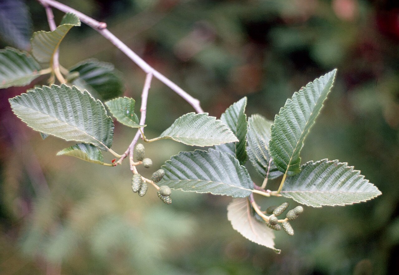 Thinleaf Alder (Alnus incana subsp. tenuifolia) - PlantNative.org Thinleaf alder leaves and developing fruit clusters in California