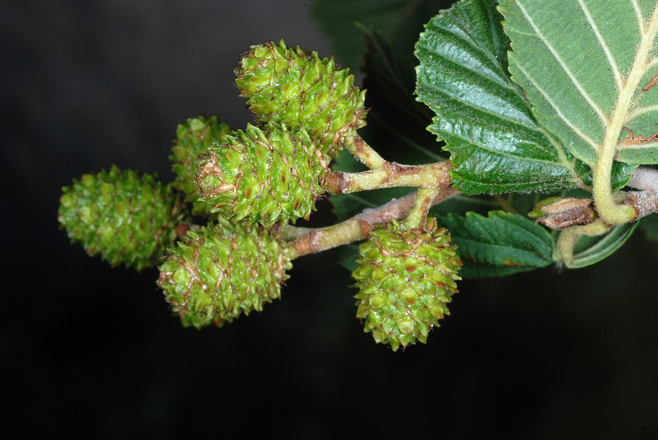 Thinleaf Alder (Alnus incana subsp. tenuifolia) - PlantNative.org Developing cone-like fruit clusters of thinleaf alder