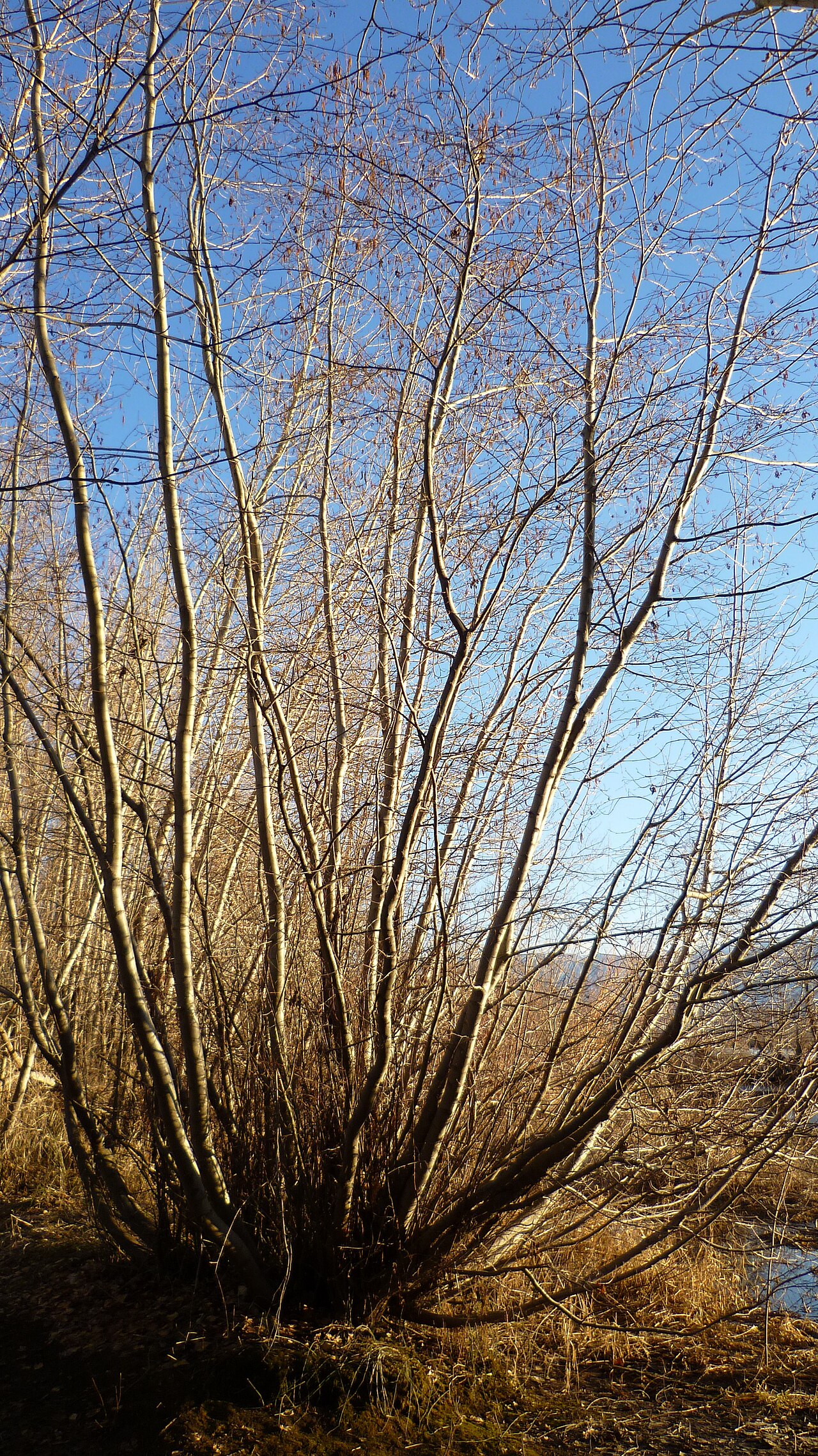 Thinleaf Alder (Alnus incana subsp. tenuifolia) - PlantNative.org Multi-stemmed thinleaf alder beside the Columbia River in Washington