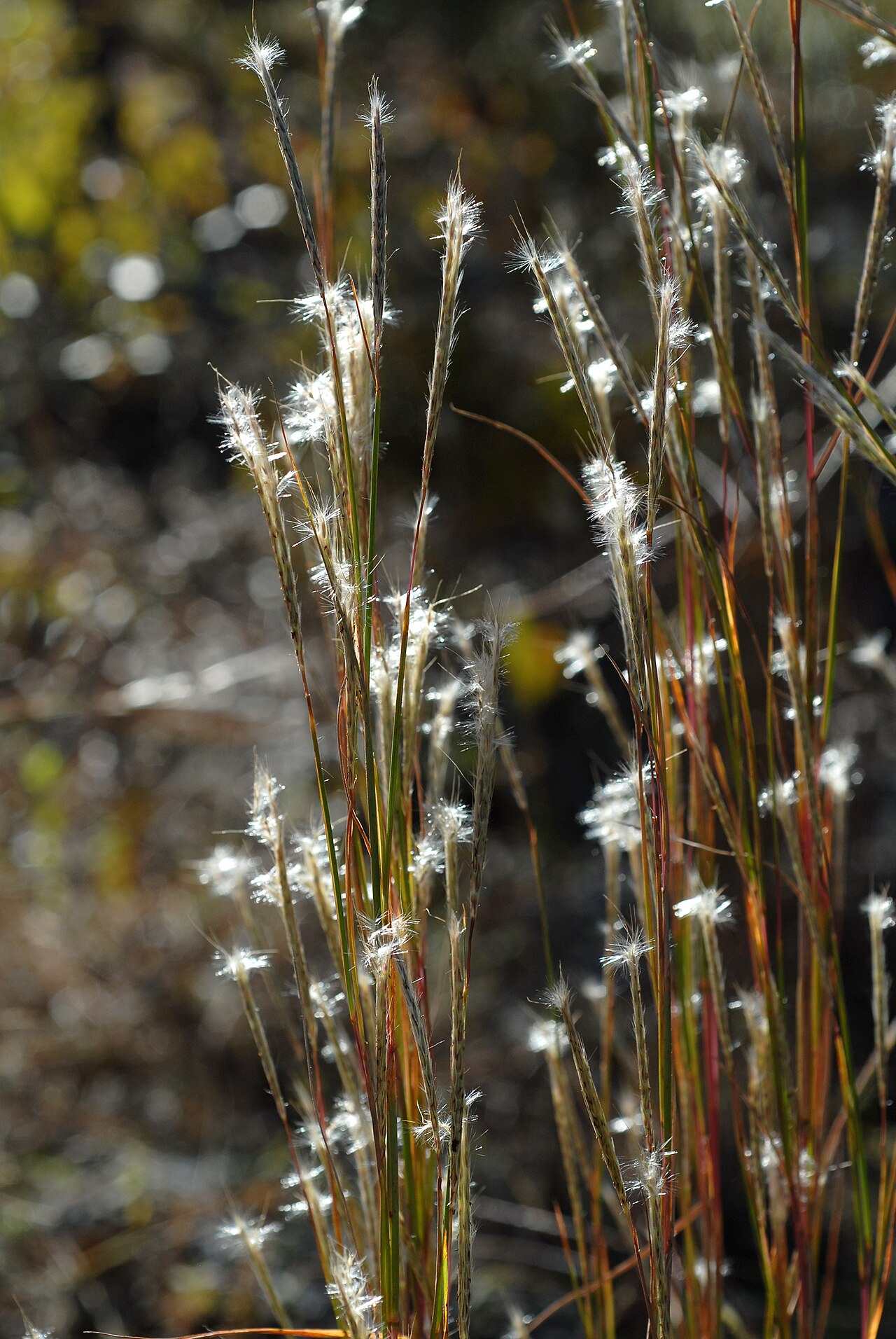 Splitbeard Bluestem (Anatherum ternarium) - PlantNative.org Splitbeard bluestem with silvery paired flowering branches