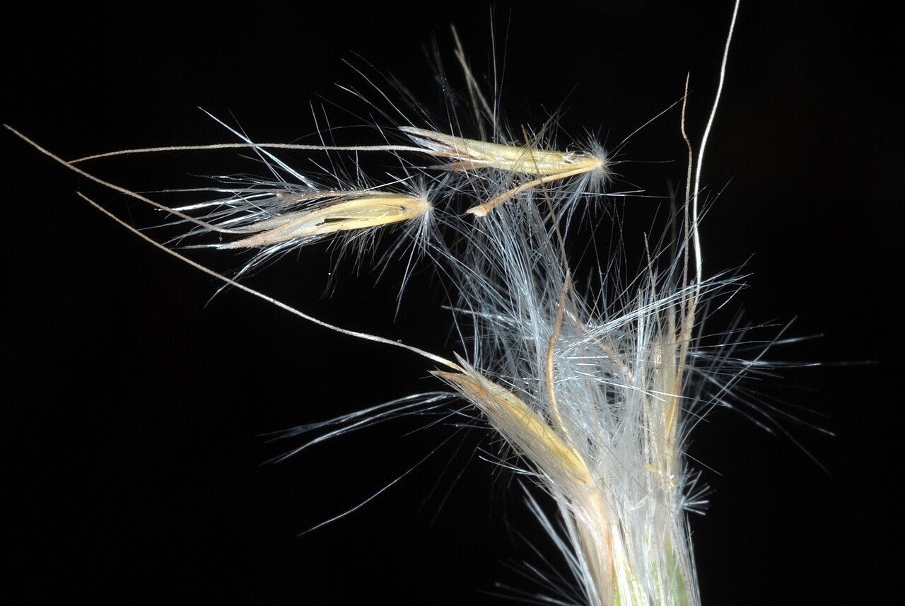 Splitbeard Bluestem (Anatherum ternarium) - PlantNative.org Close view of splitbeard bluestem hairy spikelets