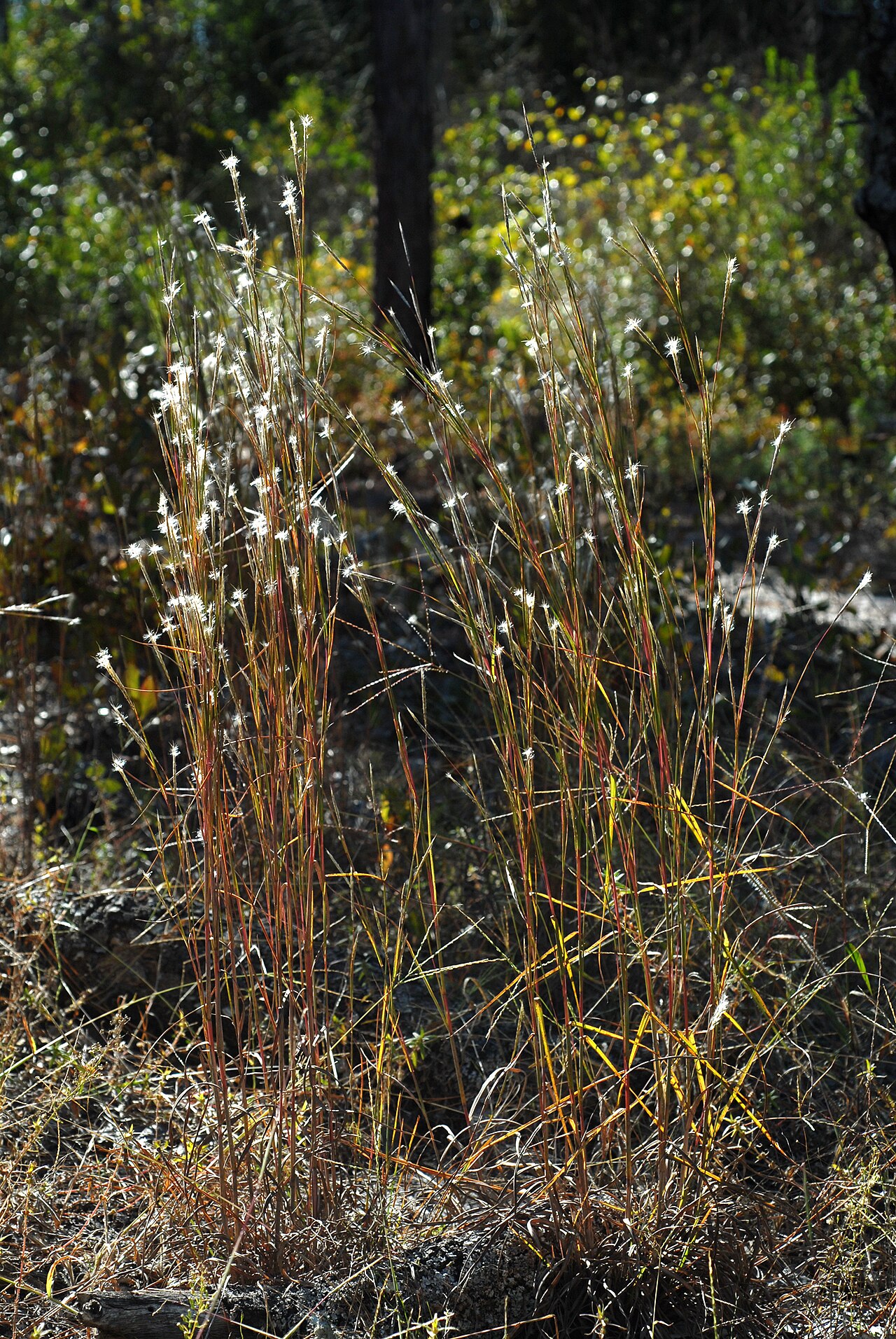 Splitbeard Bluestem (Anatherum ternarium) - PlantNative.org Splitbeard bluestem bunch and upright flowering stems