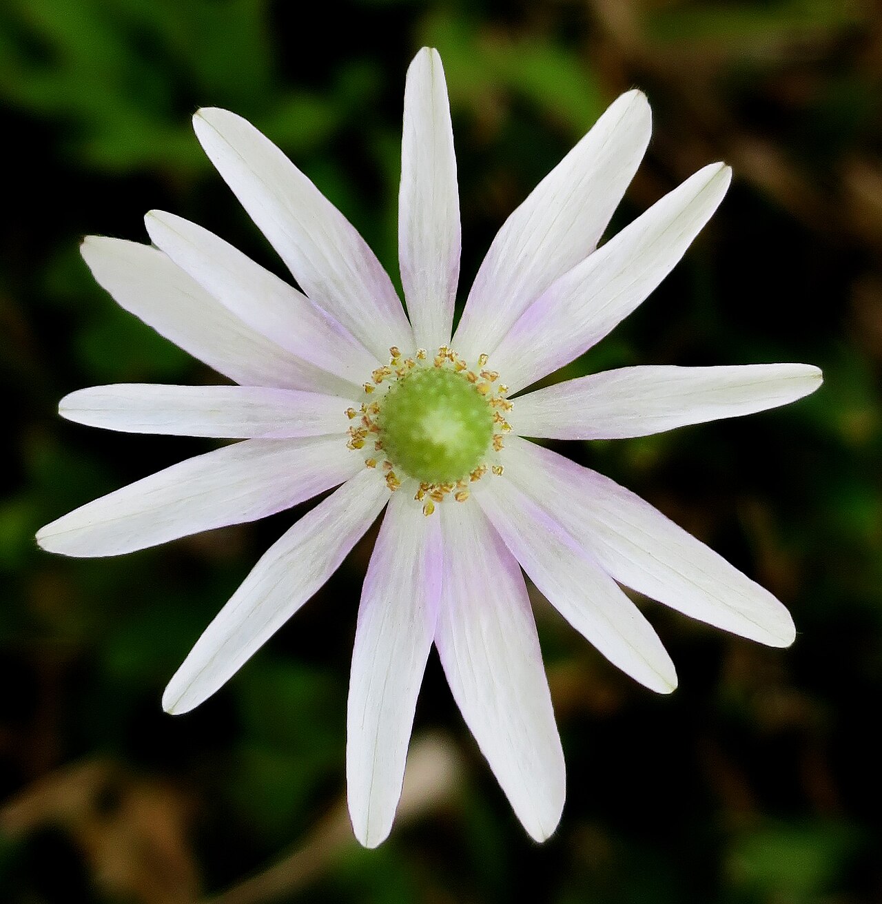 Carolina Anemone (Anemone caroliniana) - PlantNative.org White Carolina anemone flower photographed in Pasadena, Texas