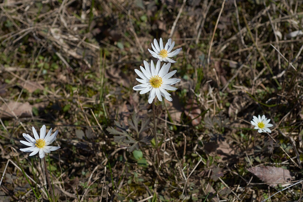 Carolina Anemone (Anemone caroliniana) - PlantNative.org Carolina anemone plants flowering in Bradley County, Arkansas