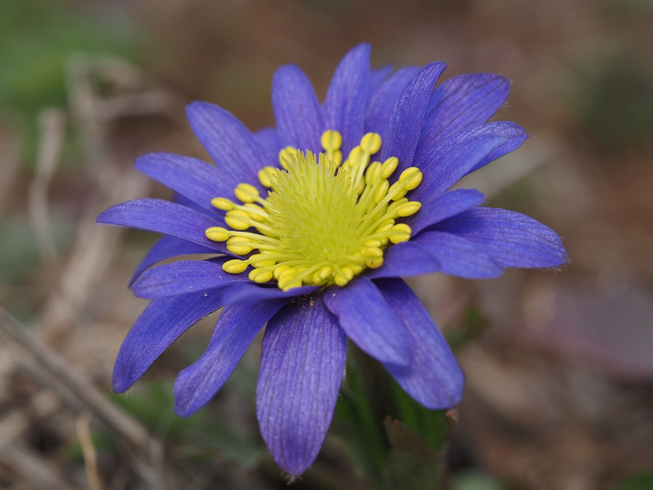 Carolina Anemone (Anemone caroliniana) - PlantNative.org Purple-flowered Carolina anemone showing numerous yellow stamens