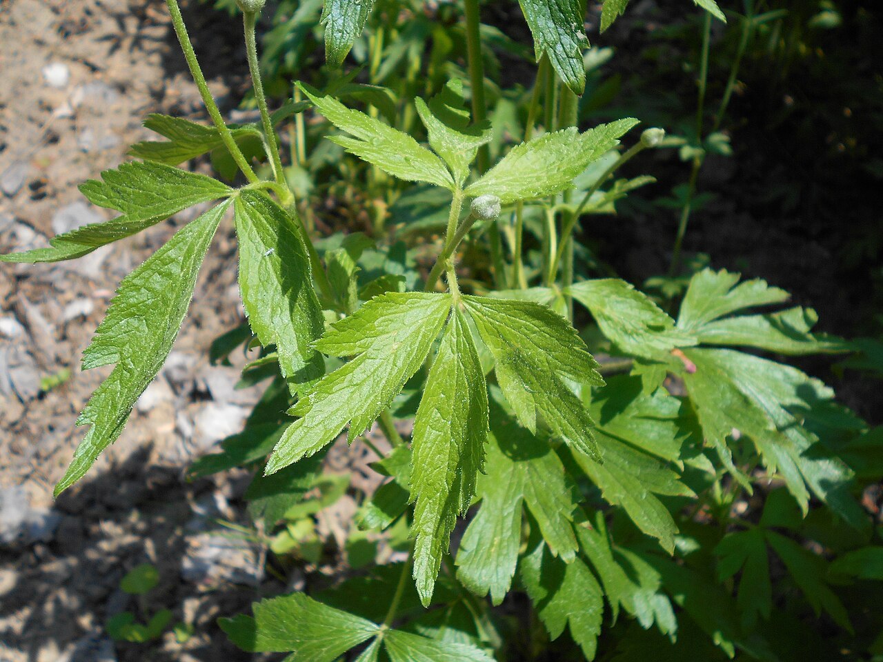 Anemone cylindrica, Botanischer Garten Berlin.