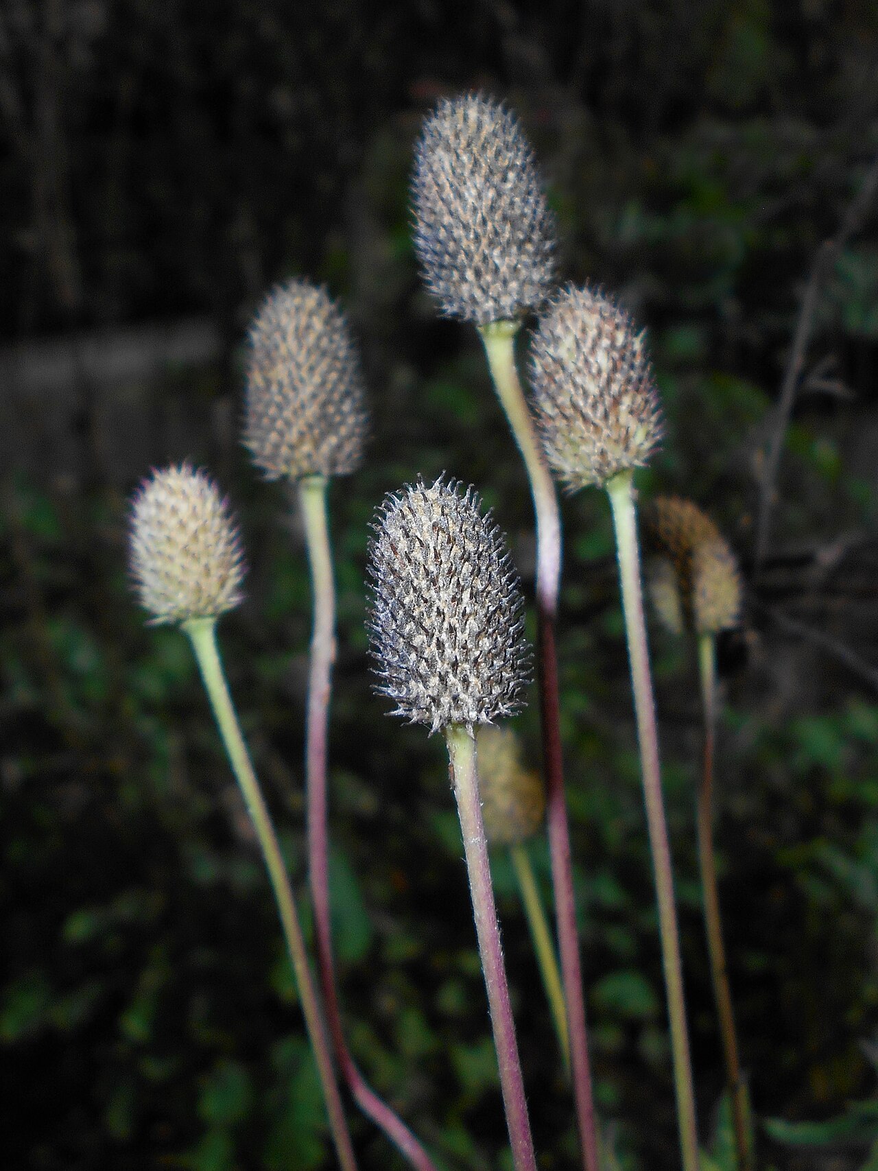 Anemone cylindrica, Ogród Botaniczny Uniwersytetu Jagiellońskiego w Krakowie.