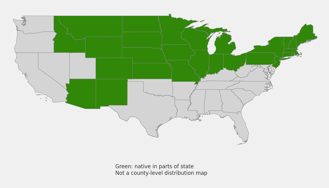 State-level native range of Anemone cylindrica