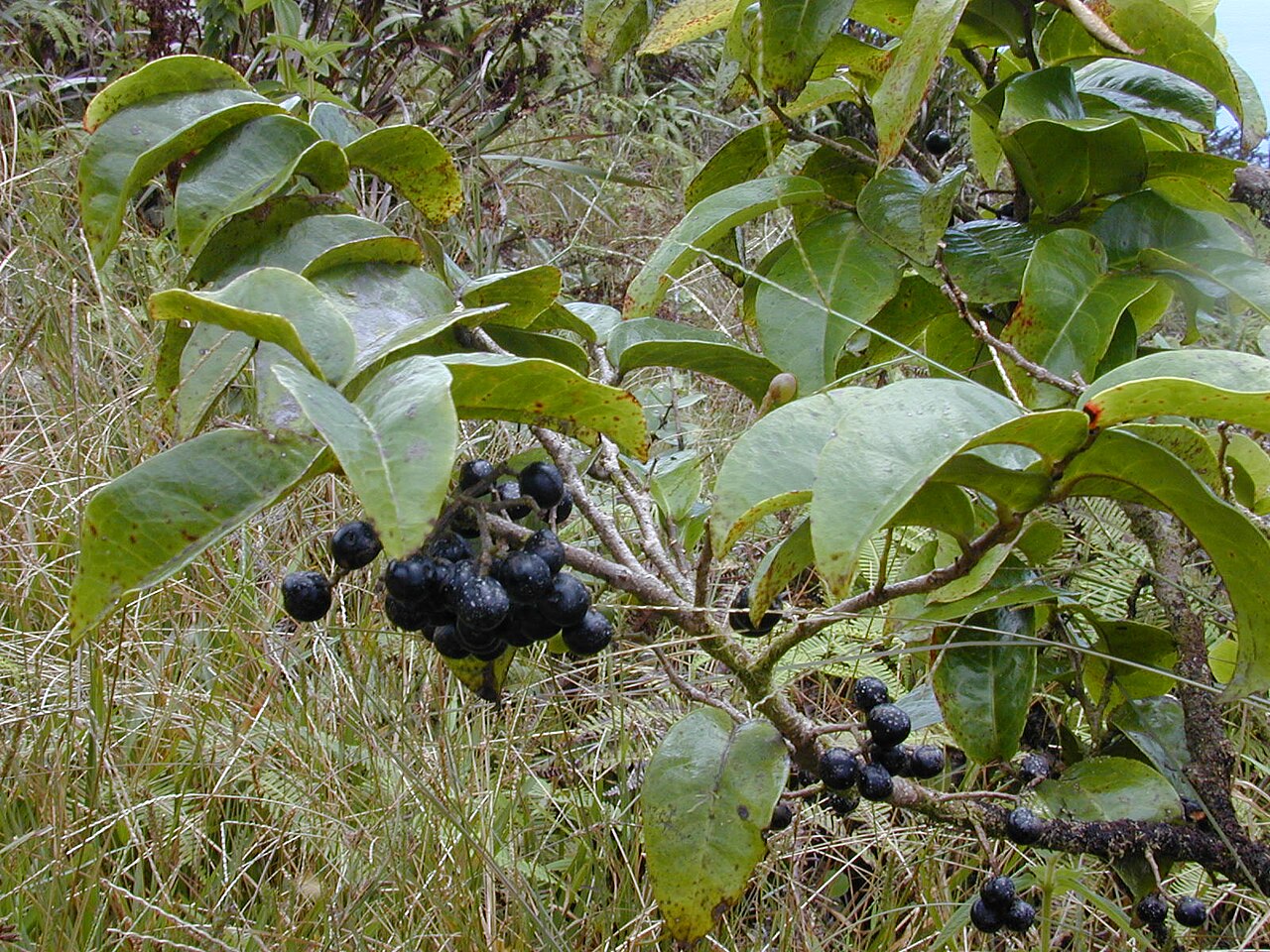 Hame (Antidesma platyphyllum) - PlantNative.org Dark ripe hame fruits beside broad leaves on Waiheʻe Ridge, Maui