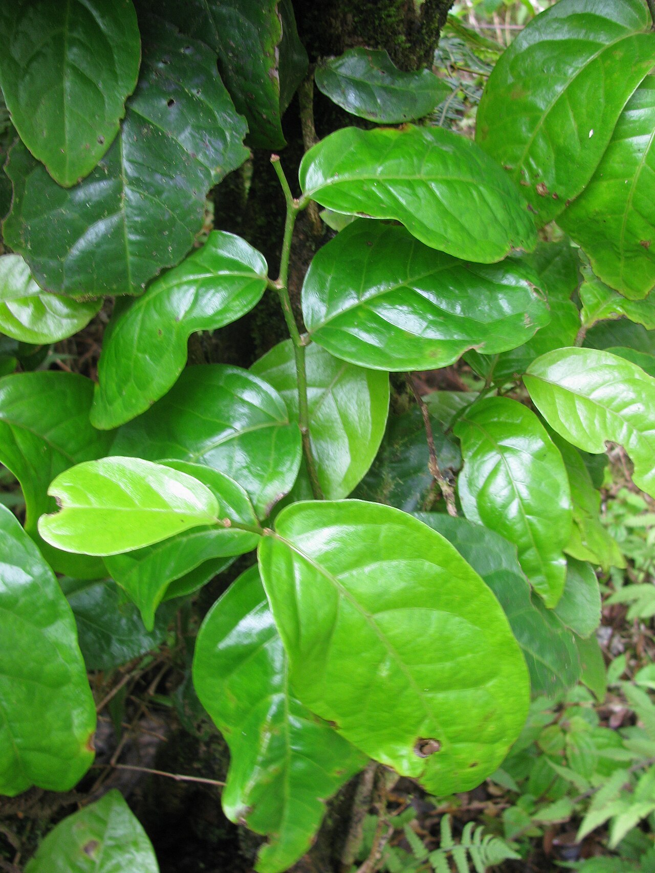 Hame (Antidesma platyphyllum) - PlantNative.org Glossy hame leaves and pale new growth on Maui