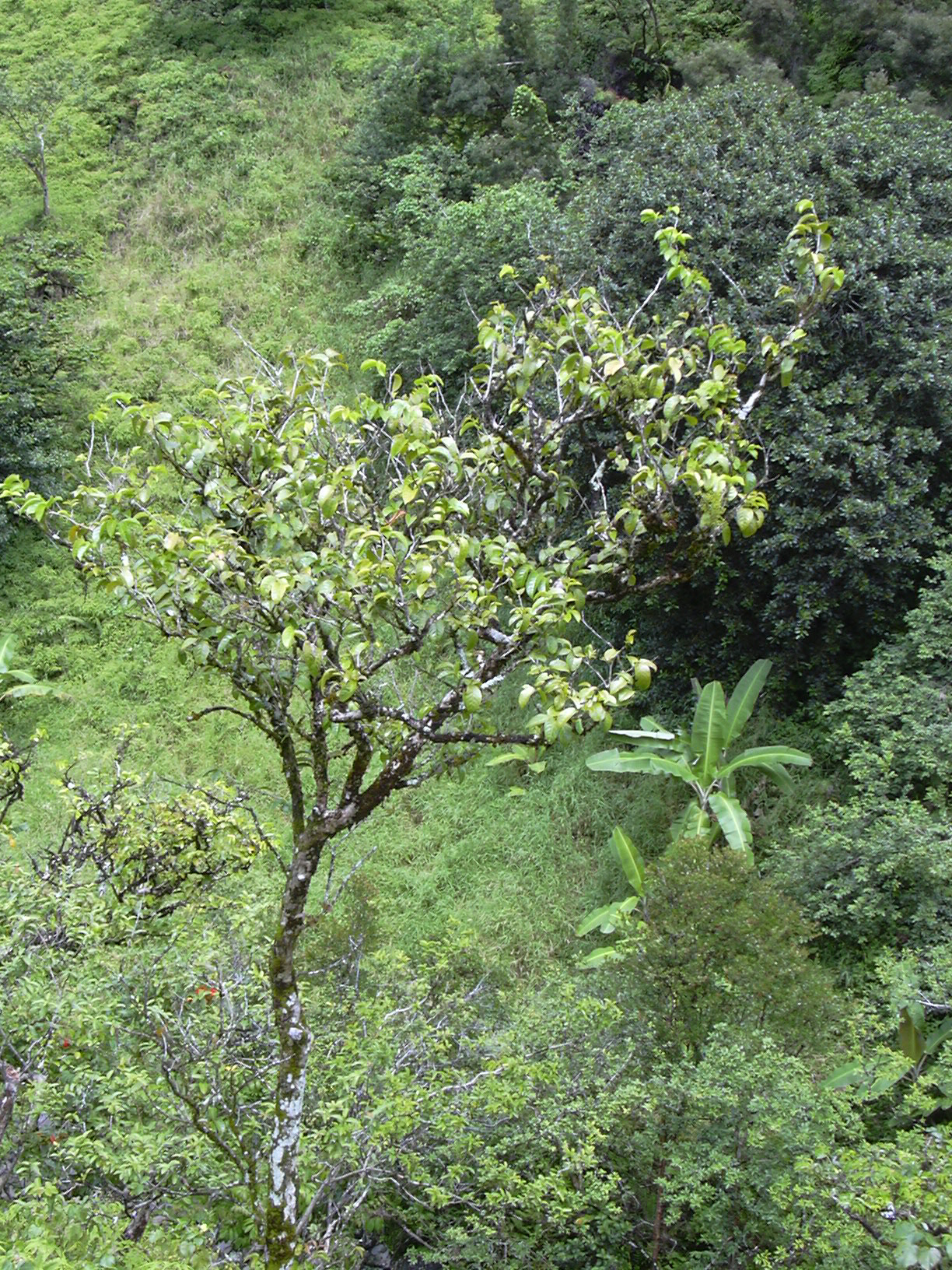 Hame (Antidesma platyphyllum) - PlantNative.org Hame branching habit at Kopiliula on Maui