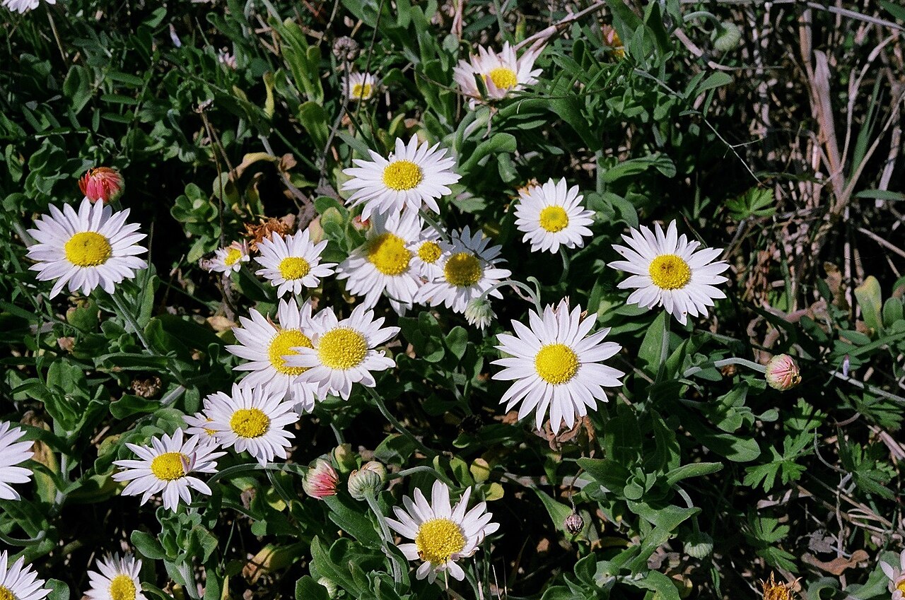 Arkansas lazy daisy flowers in Calcasieu Parish, Louisiana.