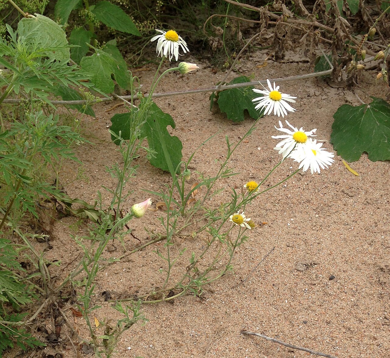 Aphanostephus skirrhobasis growing on sandy banks of the Llano River, Texas.