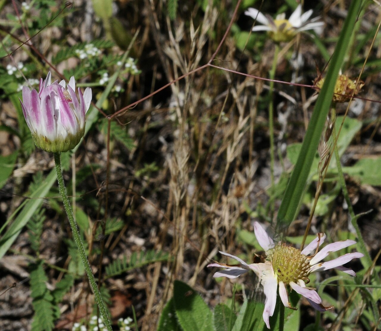 Flower heads and pink-backed rays of Arkansas lazy daisy in Van Zandt County, Texas.