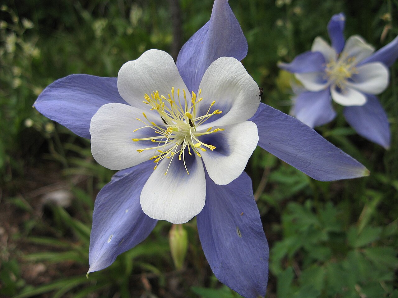 Colorado Blue Columbine (Aquilegia coerulea) - PlantNative.org Blue-and-white columbine on the Arapaho Pass Trail in Boulder County, Colorado.