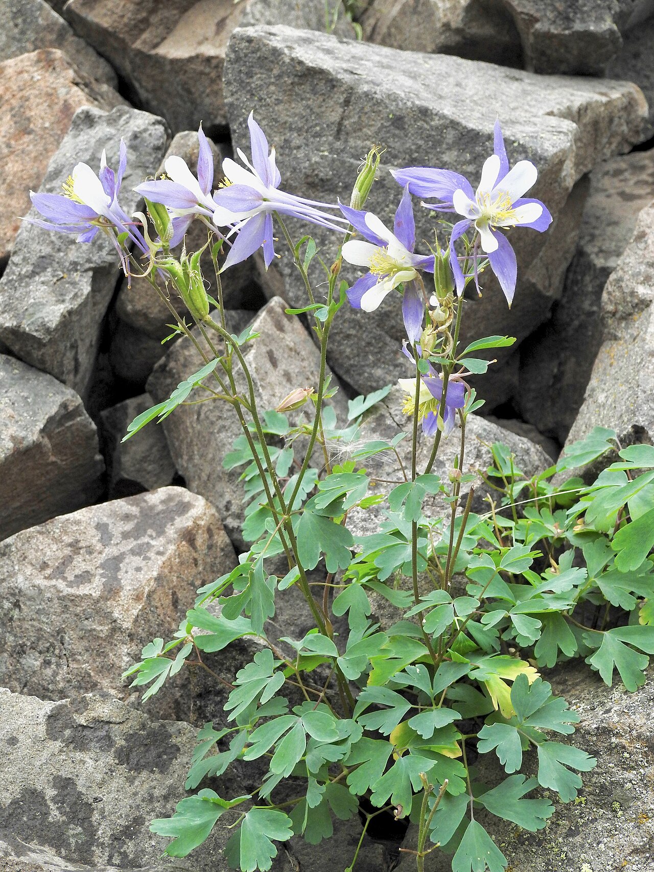 Colorado Blue Columbine (Aquilegia coerulea) - PlantNative.org A wild plant flowering among rocks in Uncompahgre National Forest, Colorado.