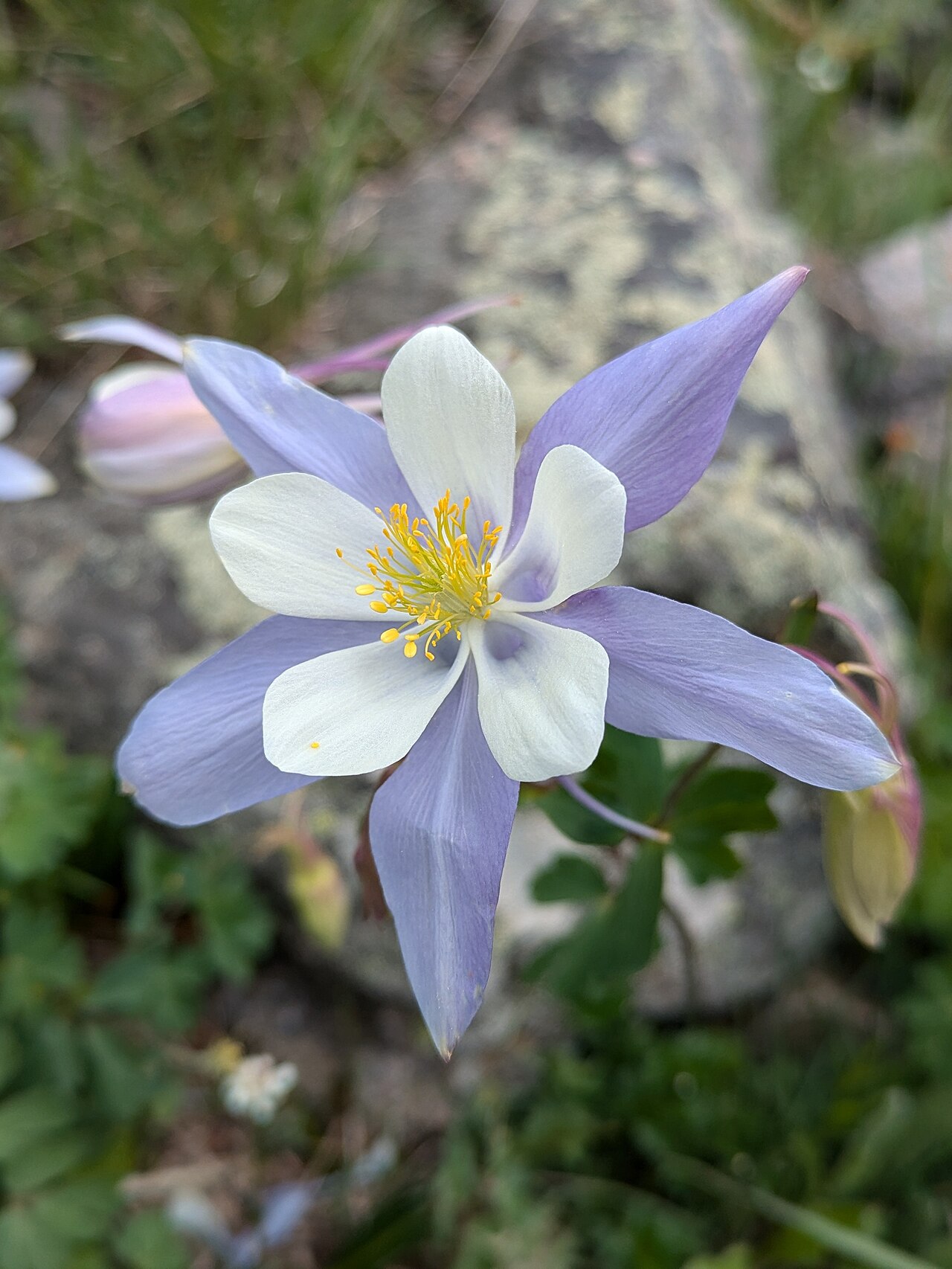 Colorado Blue Columbine (Aquilegia coerulea) - PlantNative.org Flower detail near timberline on the Silver Dollar Lake Trail, Colorado.