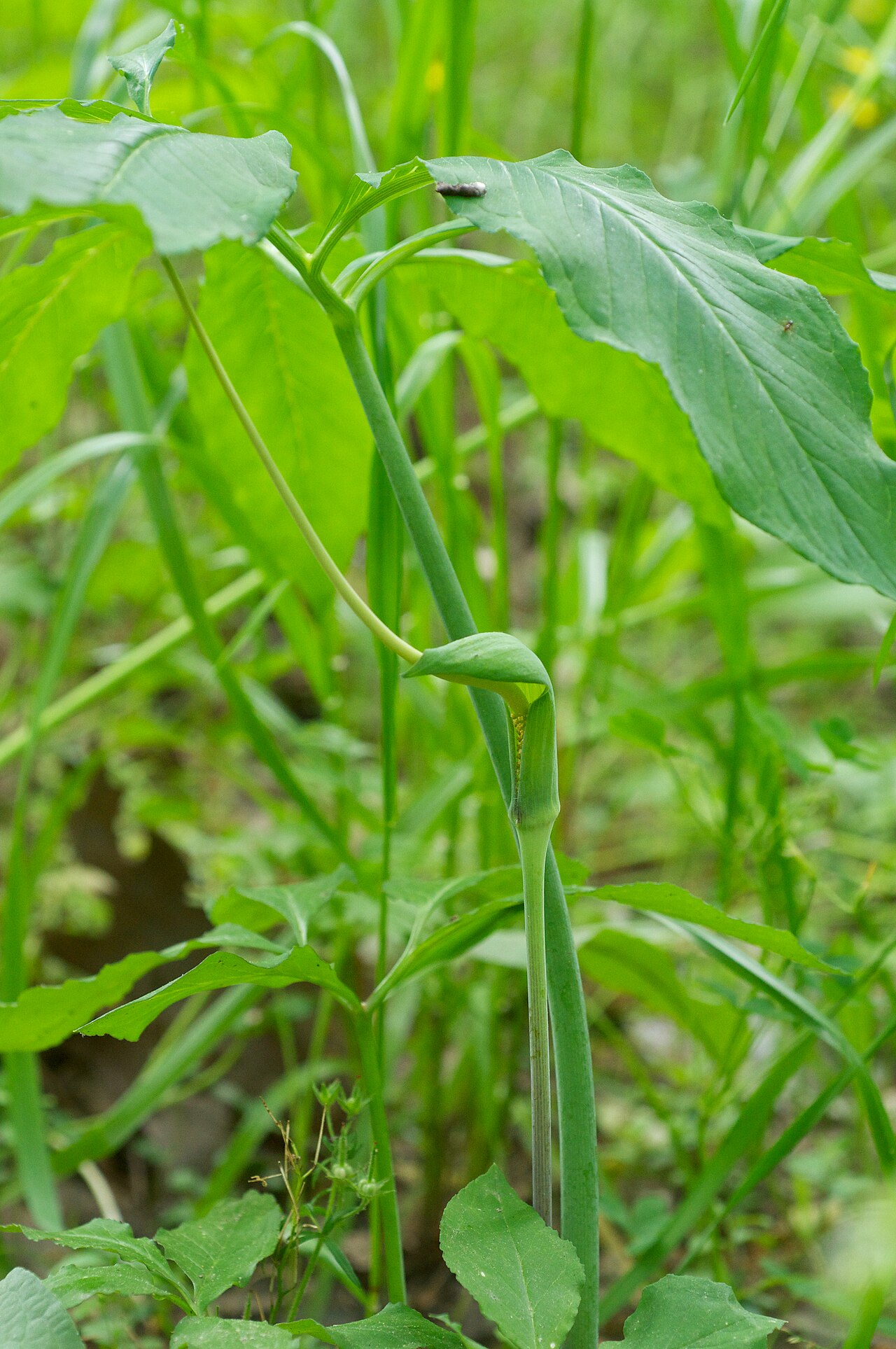 Green Dragon (Arisaema dracontium) - PlantNative.org Green dragon with its long exposed spadix, photographed in Little Rock, Arkansas.