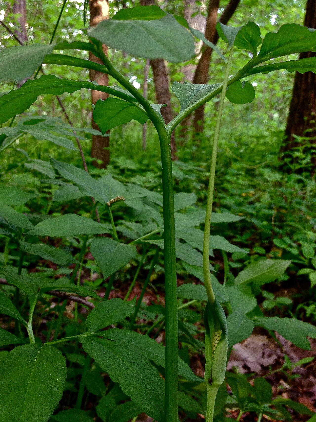 Green Dragon (Arisaema dracontium) - PlantNative.org Arisaema dracontium in flower in the C & O Canal National Historical Park, Maryland.