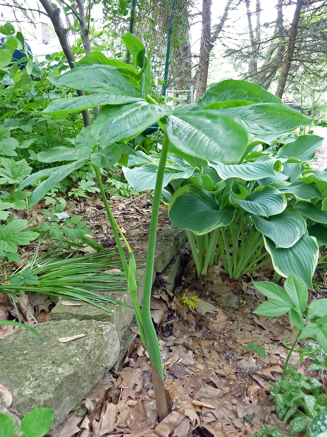 Green Dragon (Arisaema dracontium) - PlantNative.org The divided leaf and flowering structure of green dragon in a botanist’s Wisconsin garden.