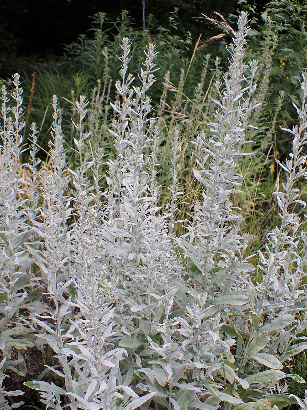 Silver foliage and upright stems of Louisiana sage in the Halle botanical garden.