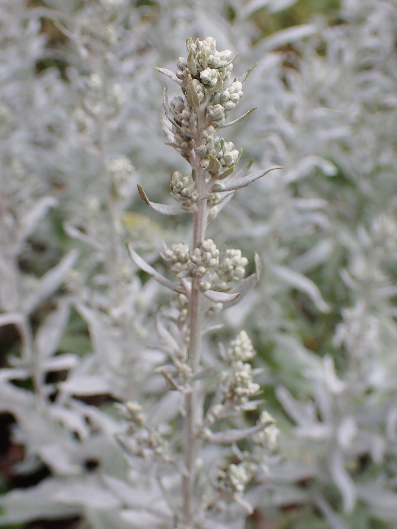 Small flower heads and woolly bracts of Artemisia ludoviciana in cultivation.