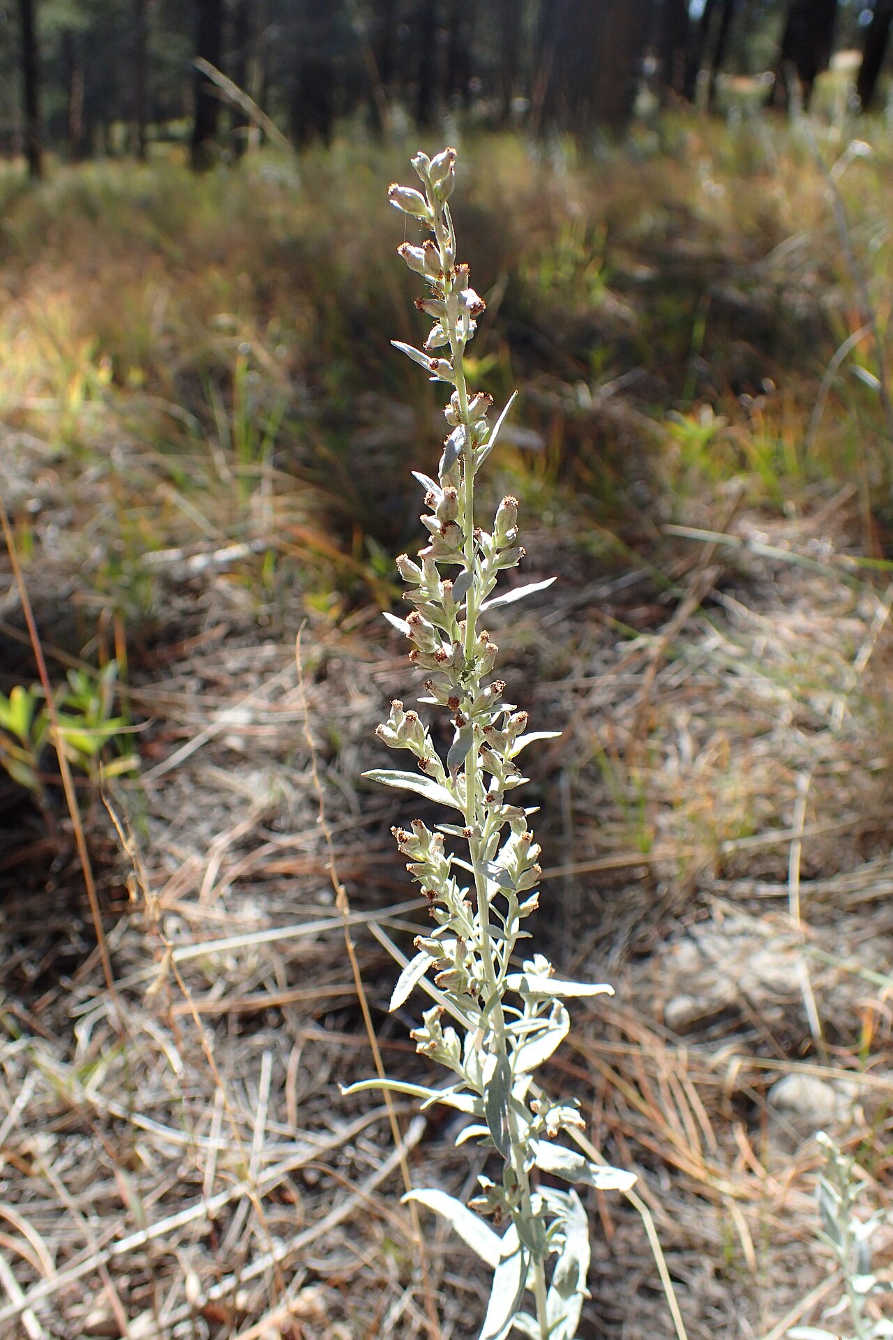 Artemisia ludoviciana subsp. ludoviciana near the Wind Cave visitor center, South Dakota.