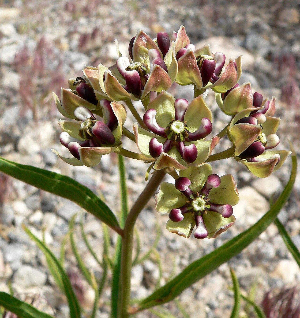 Asclepias asperula flowers