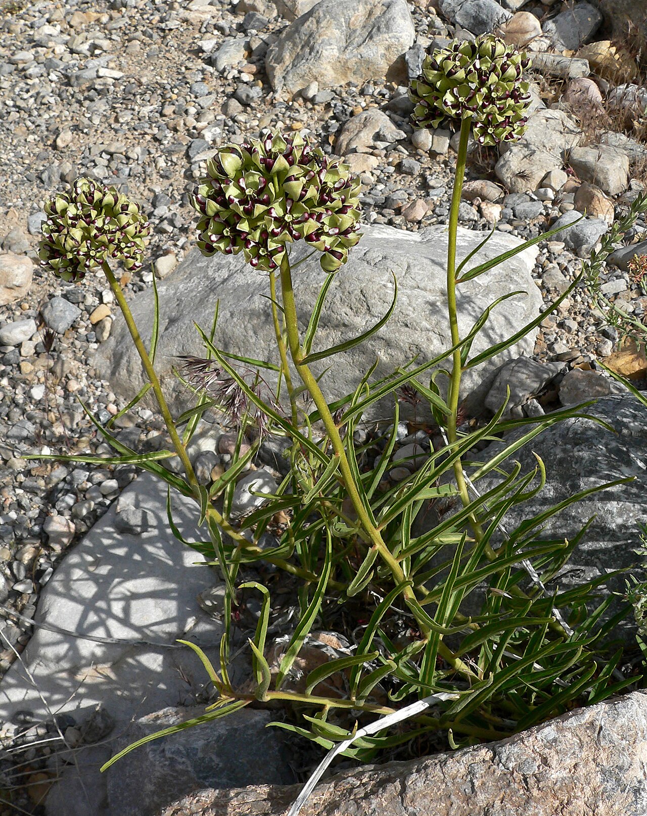 Asclepias asperula foliage and growth habit