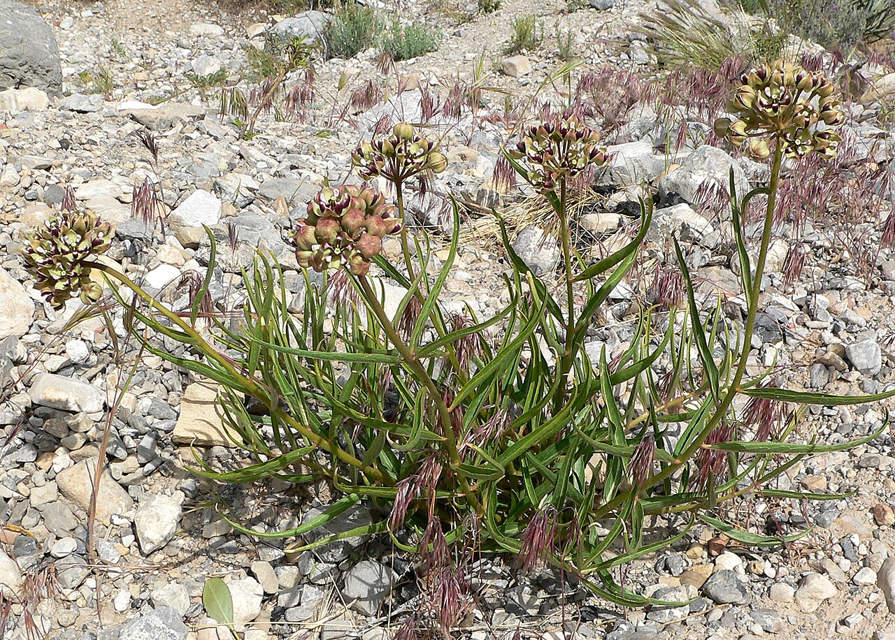 Asclepias asperula in habitat