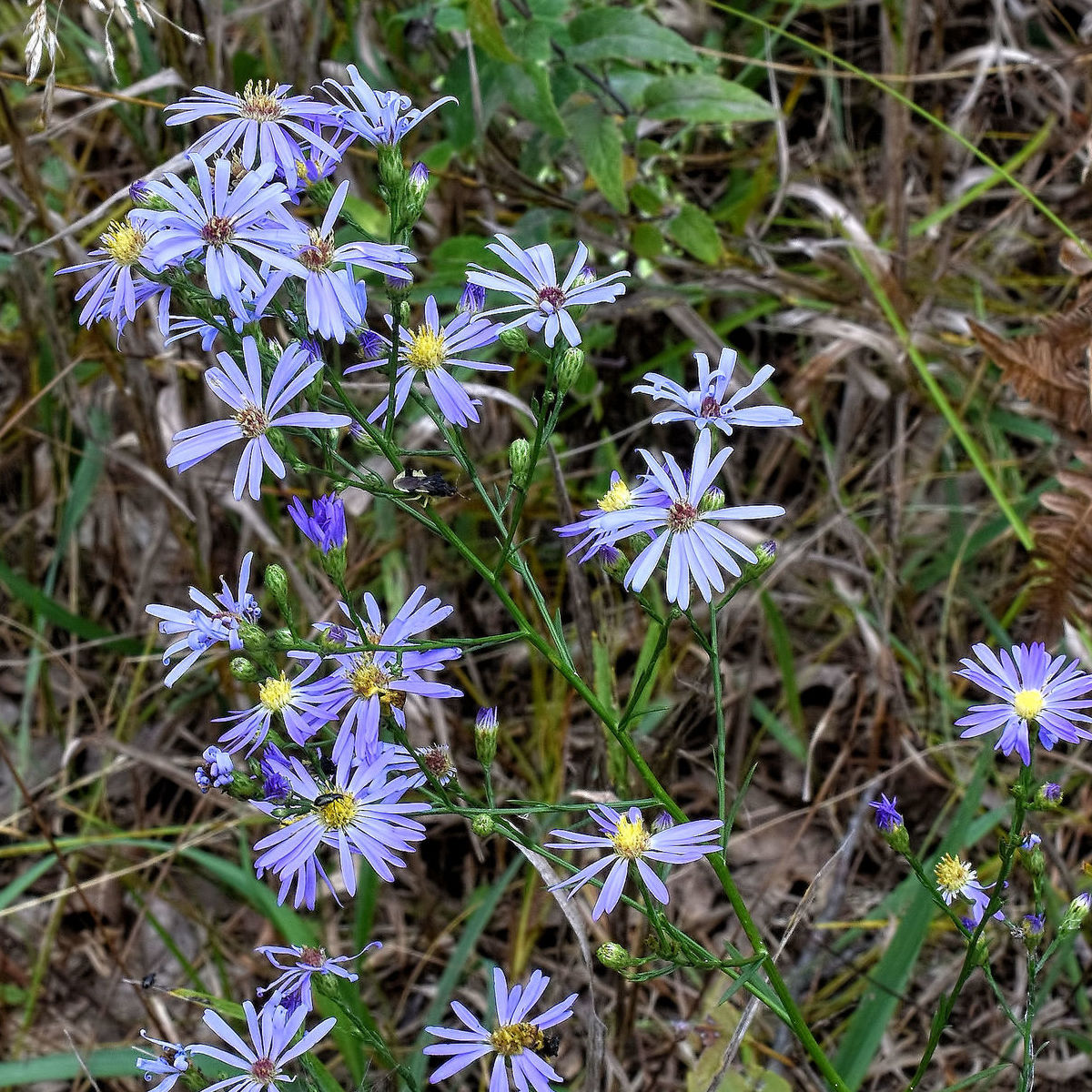 A flowering spray of sky blue aster, Symphyotrichum oolentangiense.